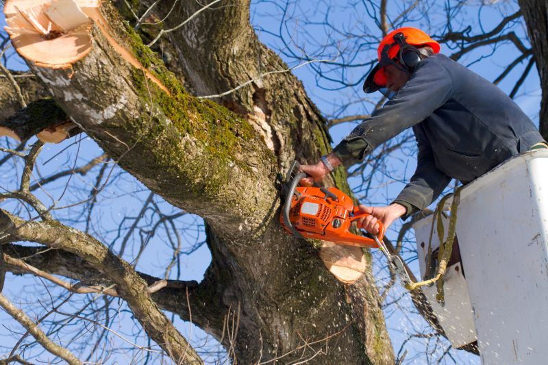 Tree removal service